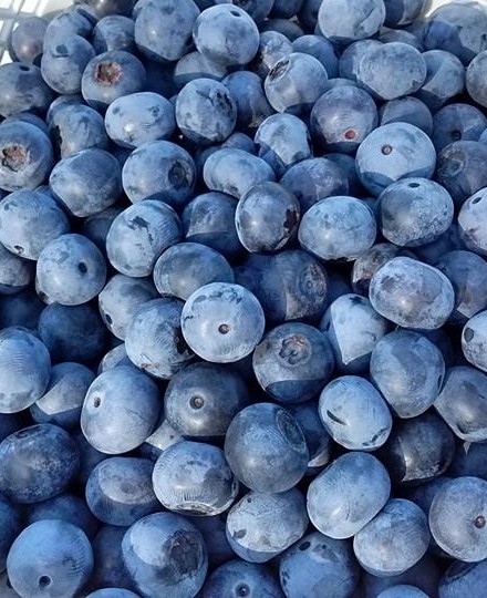 bluberries